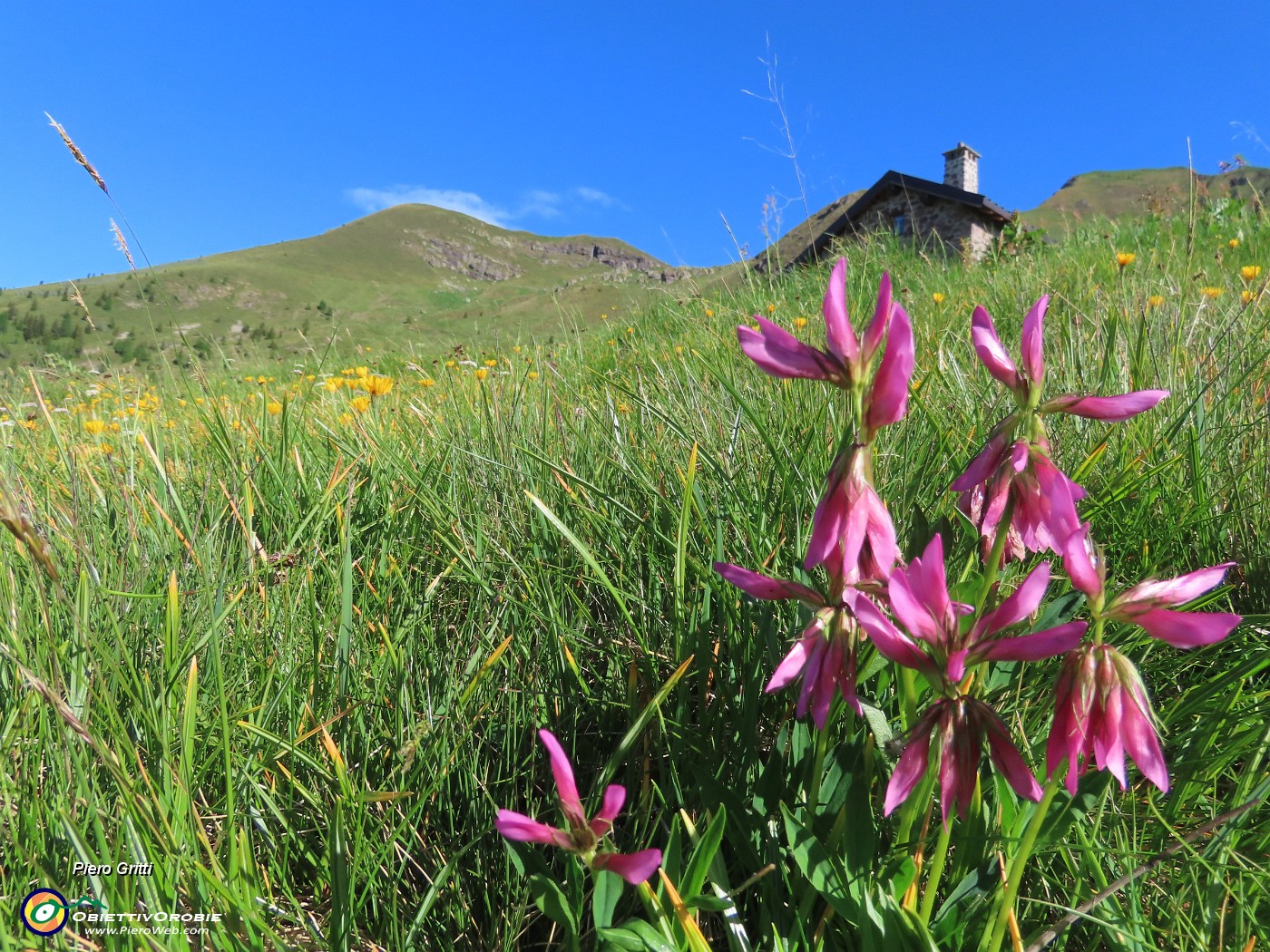 08 Trifolium alpinum -Trfoglio alpino.JPG